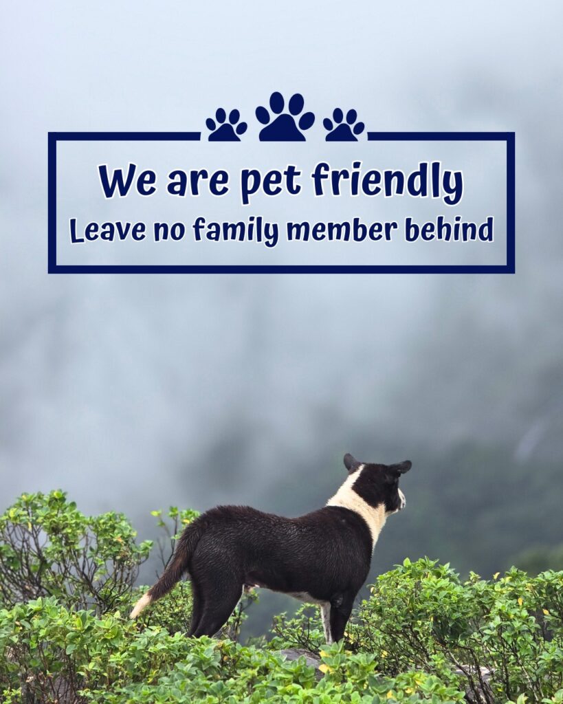 After the hike, Panda stands quietly at the viewpoint, watching the cliffs like he belongs there.