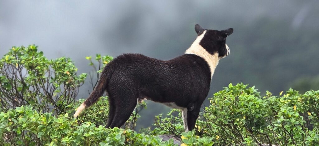 Pet friendly stay in karnataka, chikmagaluru.